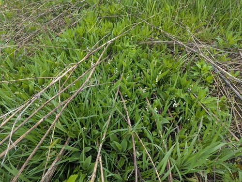 Lily of the Valley plant photo (Convallaria majalis)