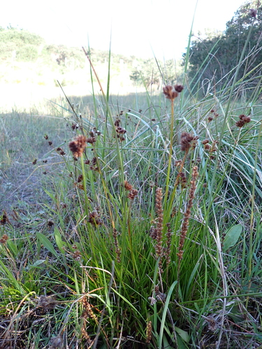 Garden Route Rush (Juncus sonderianus)