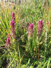Castilleja lassenensis