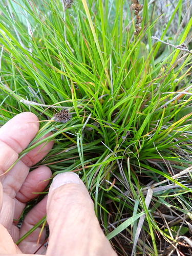 Image of Juncus sonderianus by (c) Arnim Littek, some rights reserved (CC BY)