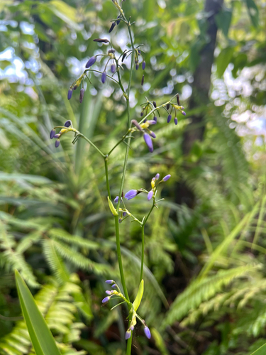 Dianella carolinensis observed 2025-04-05