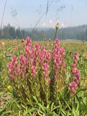 Castilleja lassenensis