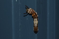 Limenitis arthemis astyanax