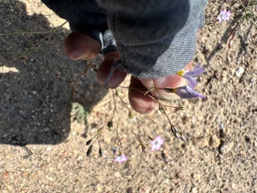 volcanic gilia (Gilia ochroleuca)
