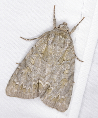 Acronicta impleta