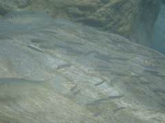 Opsariichthys pachycephalus