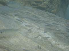 Opsariichthys pachycephalus