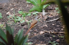 Cichladusa arquata