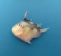 Pseudobalistes flavimarginatus