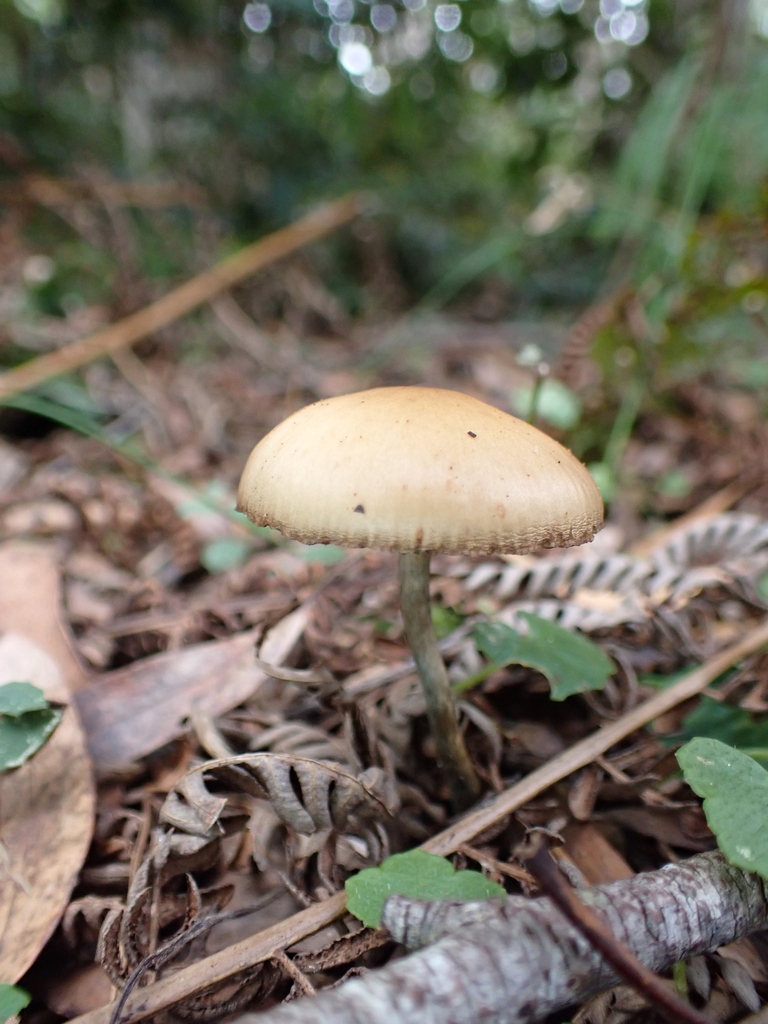 Psilocybe subaeruginosa · April 2025 · photo: © a_teitzel (iNaturalist, cc-by)