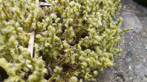 Image of Racomitrium elongatum by (c) Pete Lypkie, some rights reserved (CC BY)