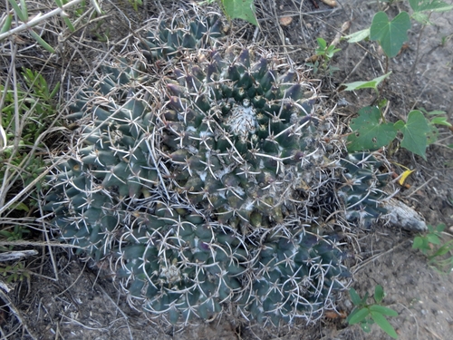 Mammillaria magnimamma