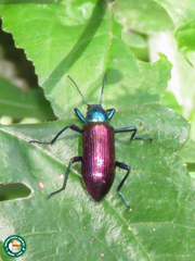 Strongylium bicolor