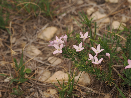 Image of Houstonia acerosa by (c) Joseph Aubert, some rights reserved (CC BY)