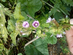 Malva verticillata