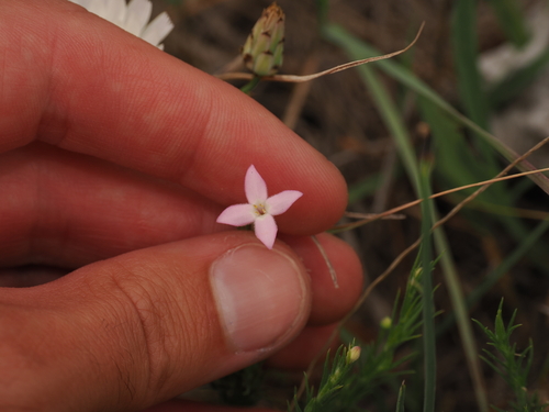 Image of Houstonia acerosa by (c) Joseph Aubert, some rights reserved (CC BY)
