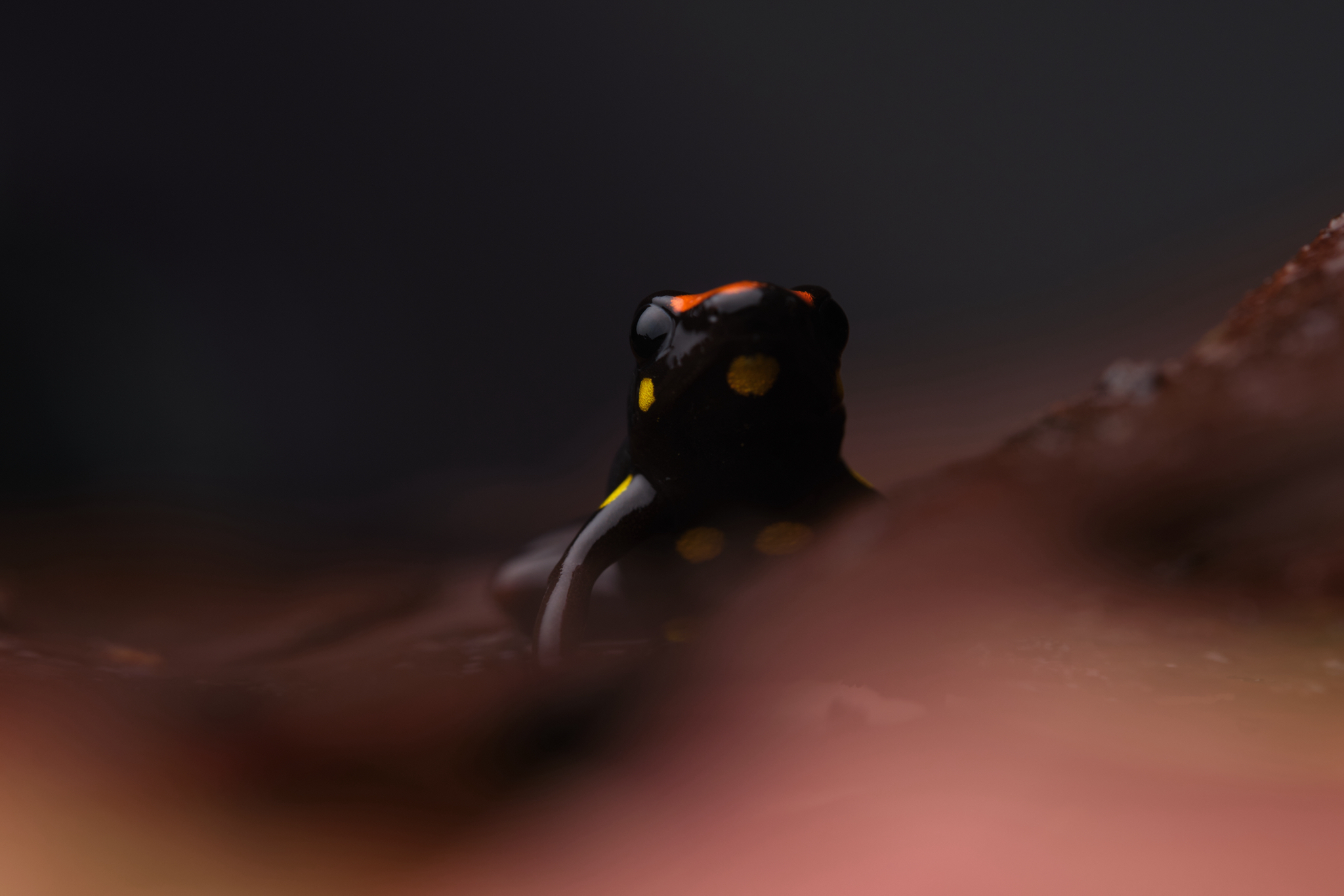Rio Santiago Poison Frog photo 7