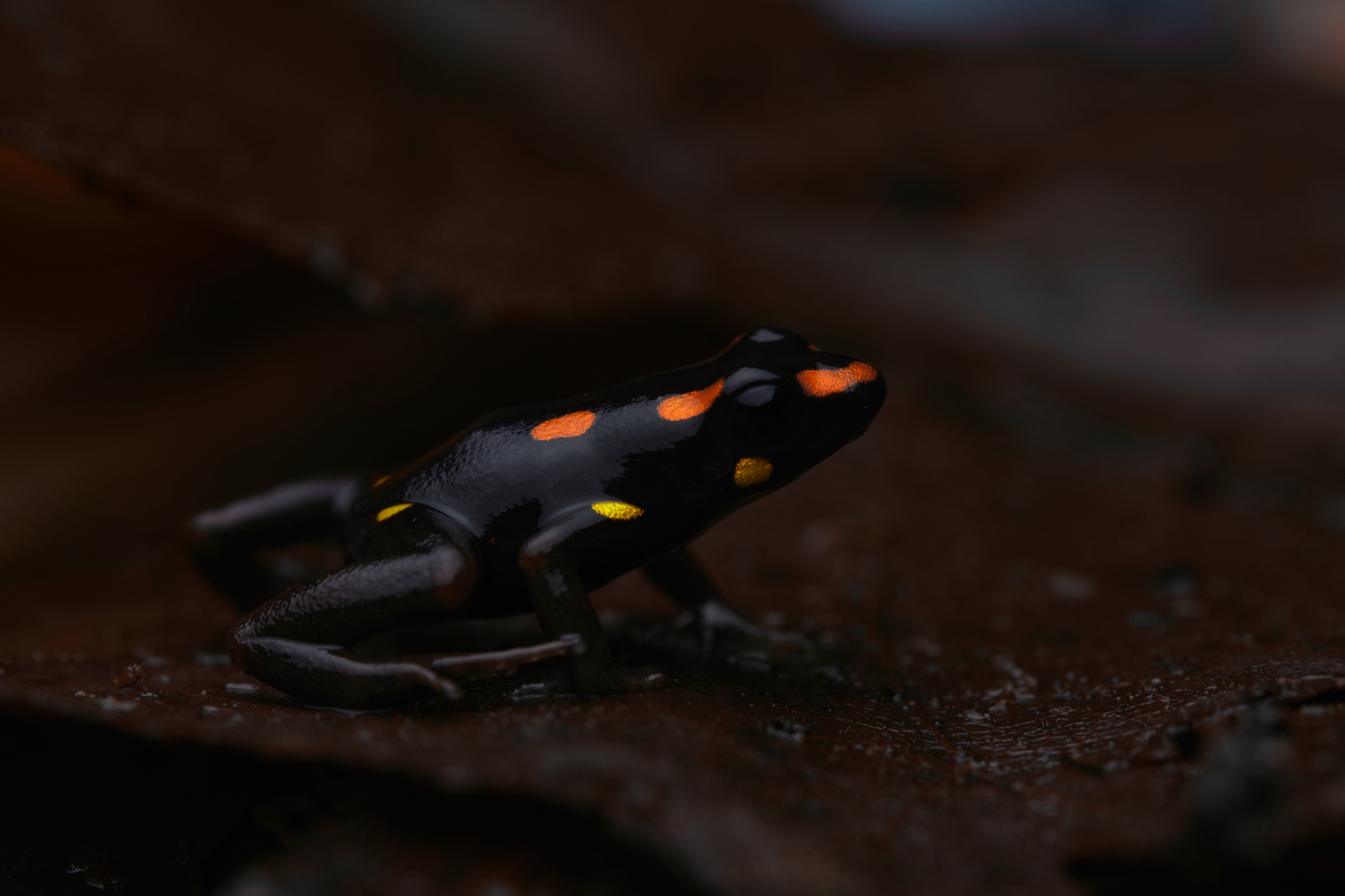 Rio Santiago Poison Frog photo 8