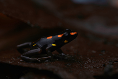 Rio Santiago Poison Frog photo 2