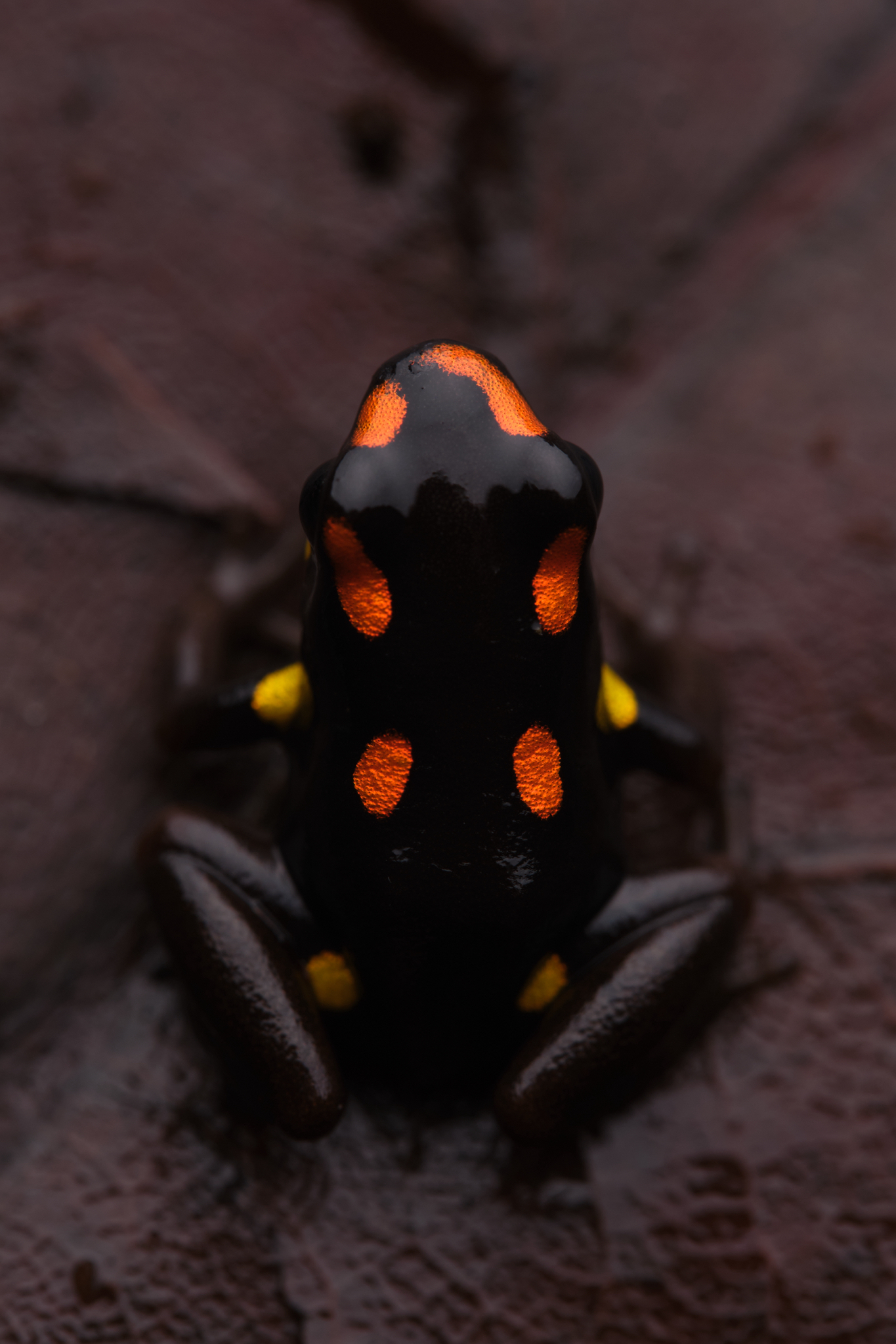 Rio Santiago Poison Frog photo 6