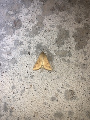 Heliothis