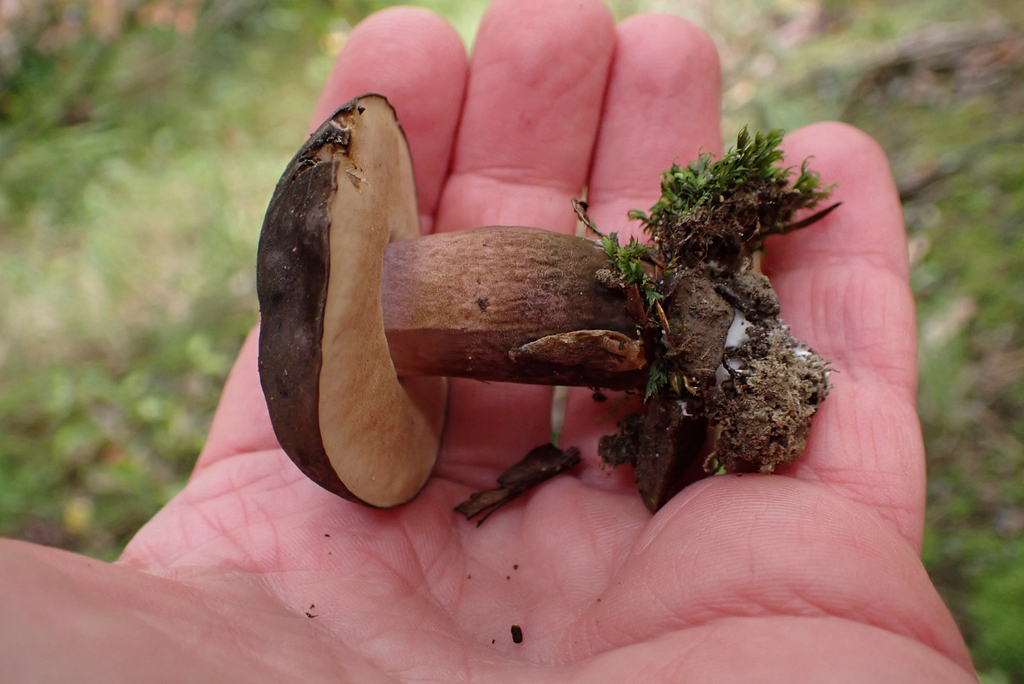 Tylopilus formosus · May 2025 · photo: © berardom (iNaturalist, cc-by)