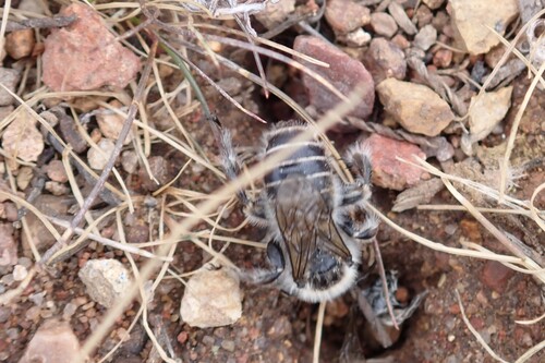 Bindweed Turret Bee photo 6