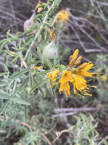 iNaturalist observation photo of Bladderpod