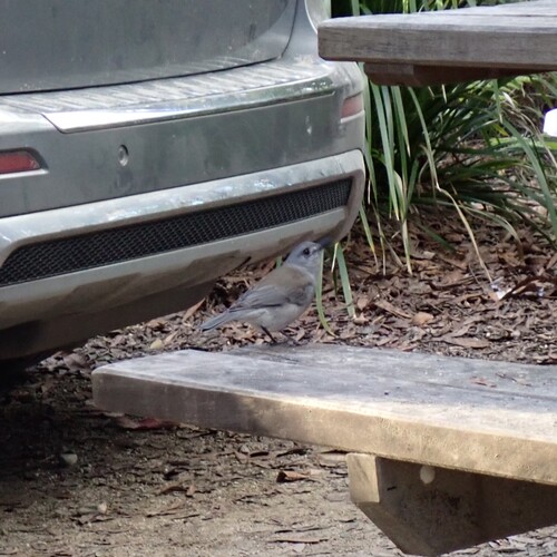 Gray Shrikethrush (Colluricincla harmonica)