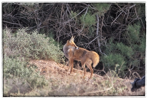 Maghreb Red Fox