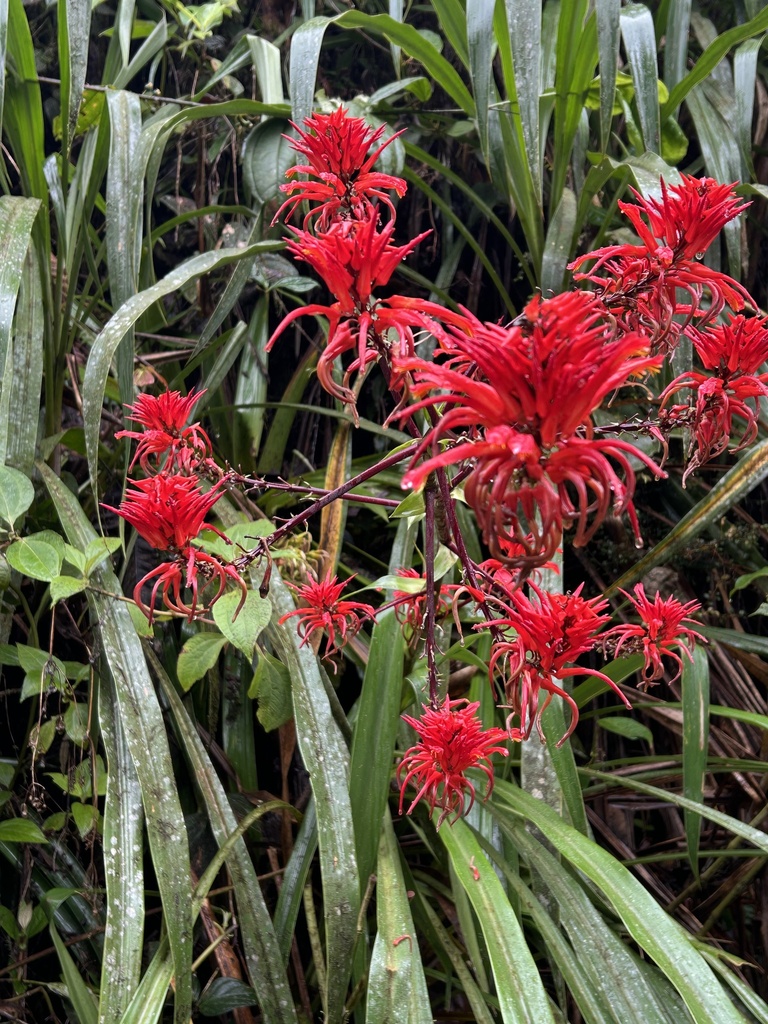 Pitcairnia commixta