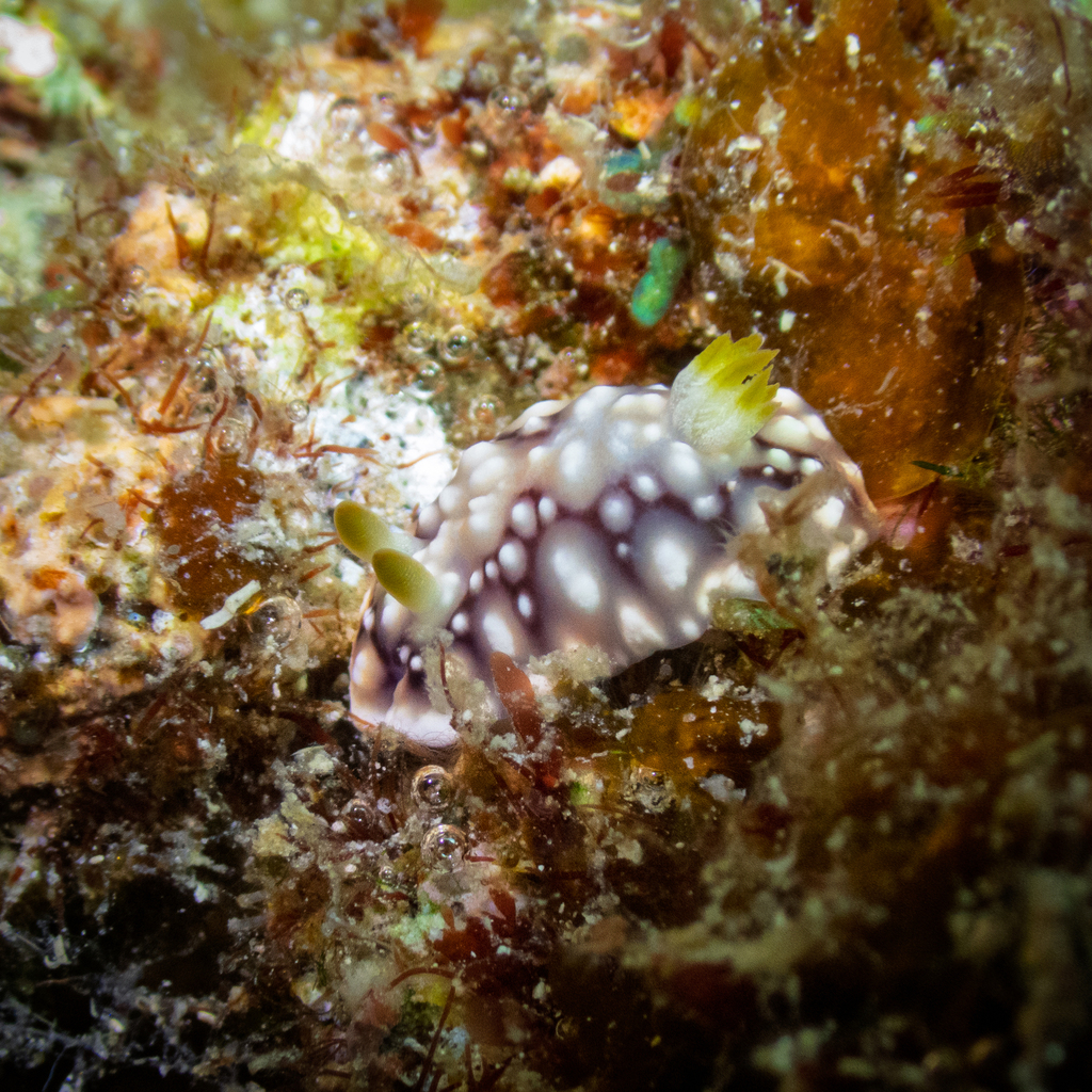 Geometric Rainbow Dorid