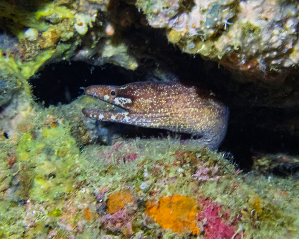 Barred-fin Moray