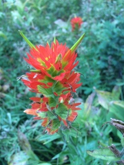 Castilleja suksdorfii