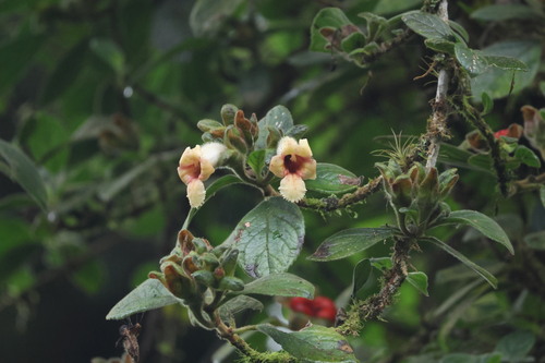 Drymonia alloplectoides, 2025-04-12