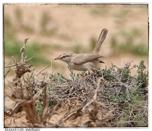 Scrub Warbler