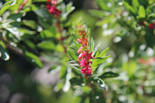 Image of Fuchsia lycioides by (c) Cesar Ormazabal, some rights reserved (CC BY)