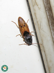 Conoderus inquinatus