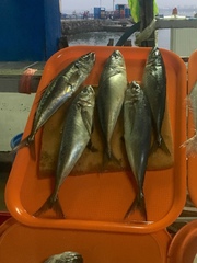 Trachurus symmetricus
