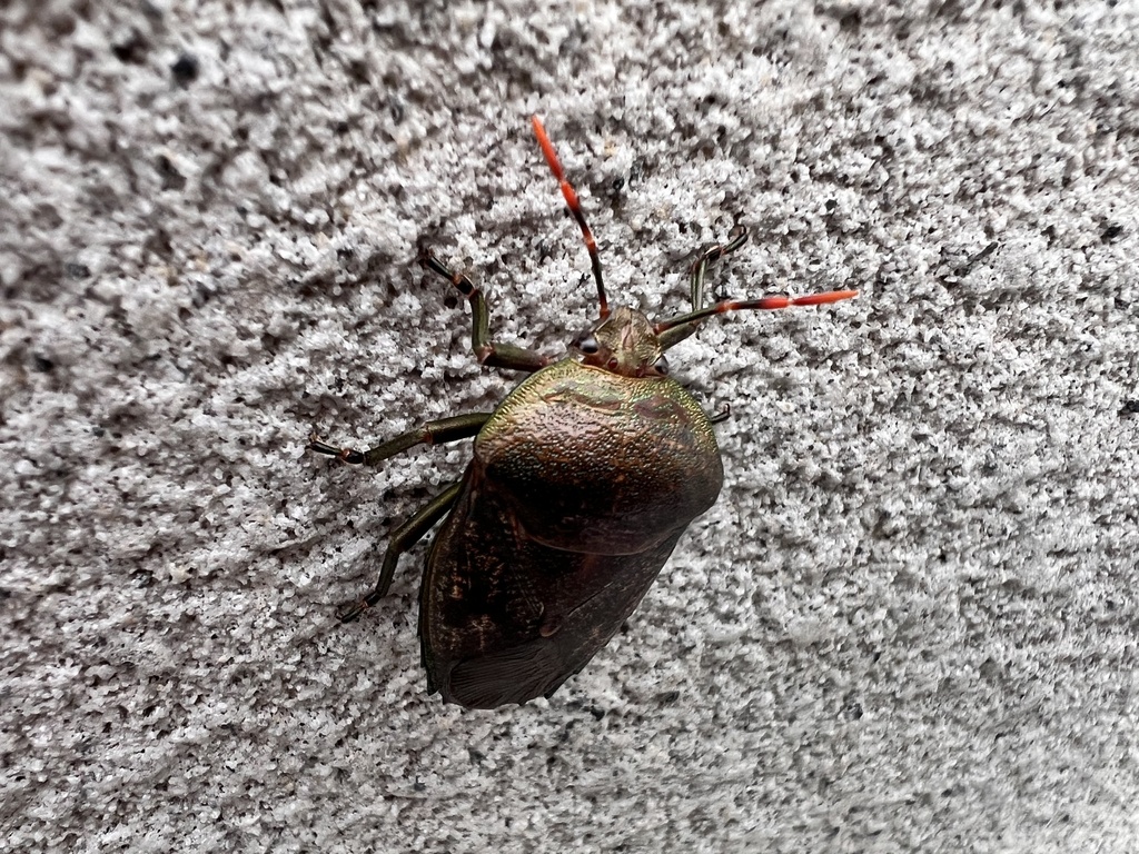 Siphnus dilatatus