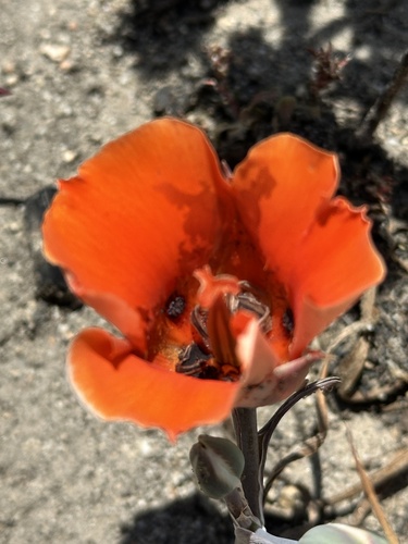 Desert mariposa lily (Calochortus kennedyi)