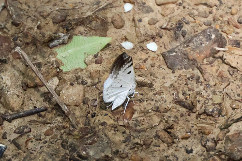 Bluish Spring Moth photo 3