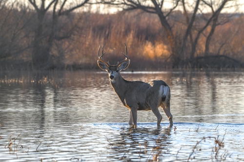 Mule Deer photographed in New Mexico