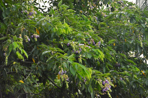 Philippine pigeonwings (Clitoria fairchildiana)