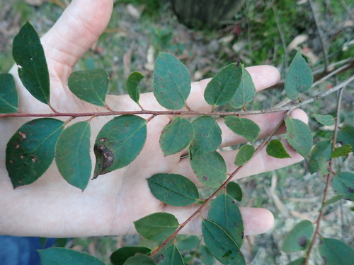 Image of Eucalyptus cameronii by (c) Alesha Teitzel, some rights reserved (CC BY)