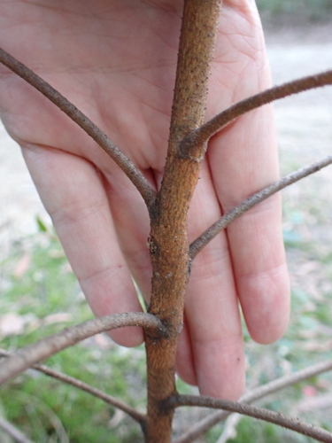 Image of Eucalyptus cameronii by (c) Alesha Teitzel, some rights reserved (CC BY)