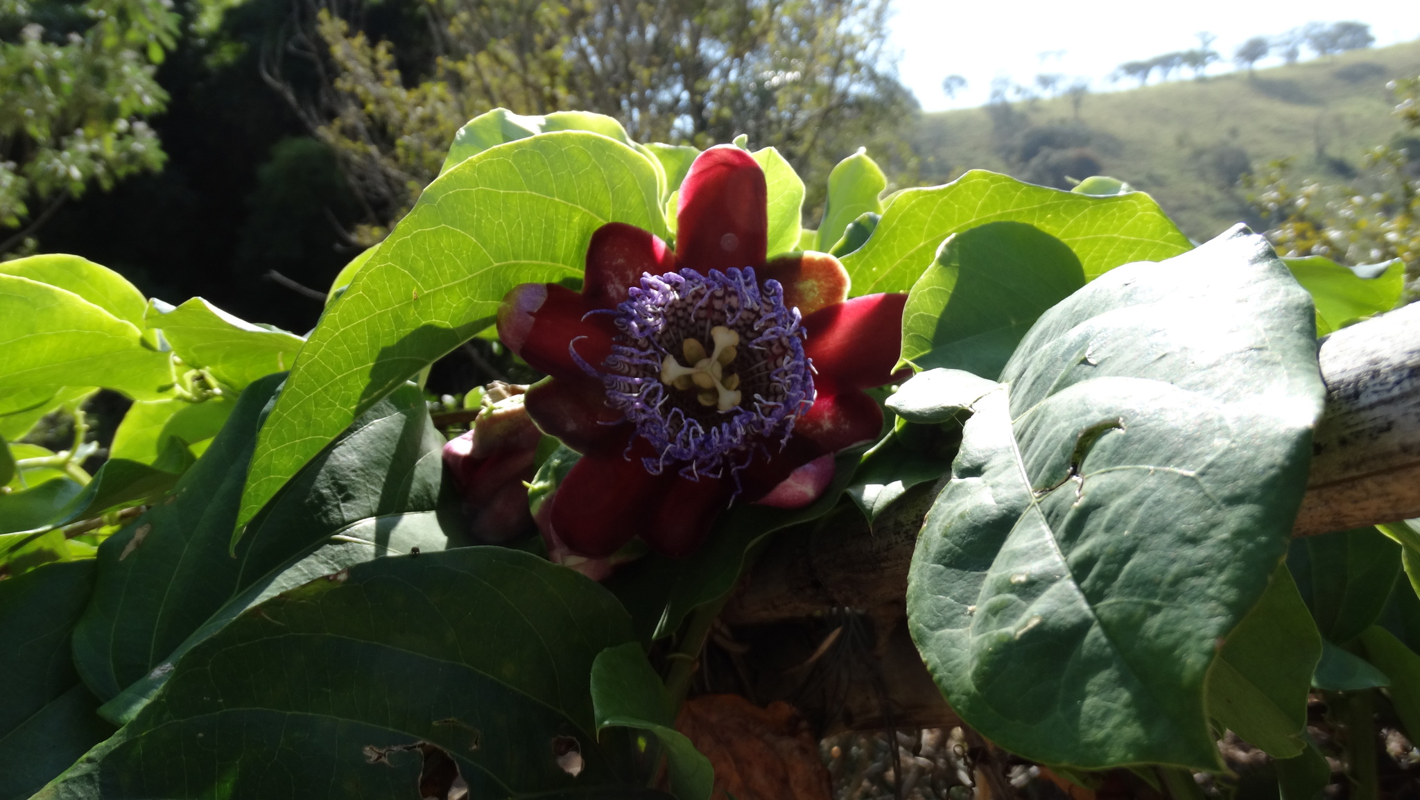 Passiflora alata