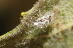 Corythucha confraterna