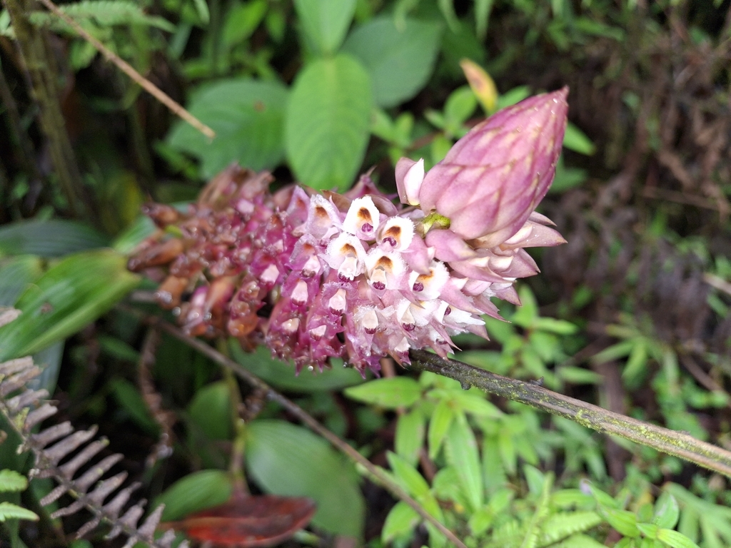 Elleanthus glaucophyllus