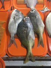 Anisotremus scapularis